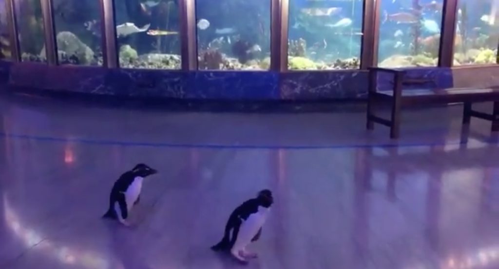 Shedd Aquarium Animals Go On Field Trips