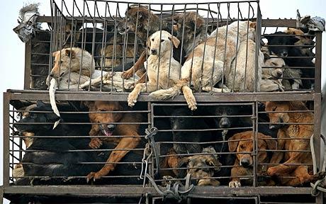 Shenzen Is The First City In China To Ban Eating Cats And Dogs