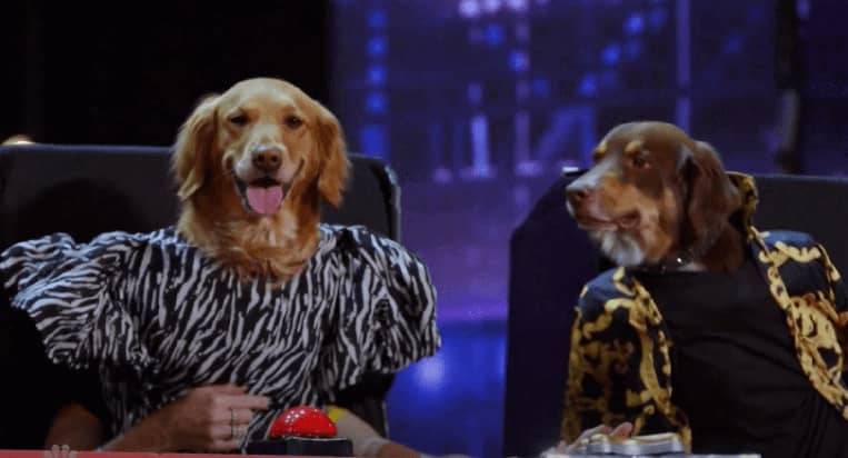 Americas-Got-Talent-Canine-Stars-Americas-Got-Talent-AGT-AGT-Season-16