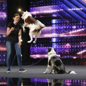 AGT Dogs