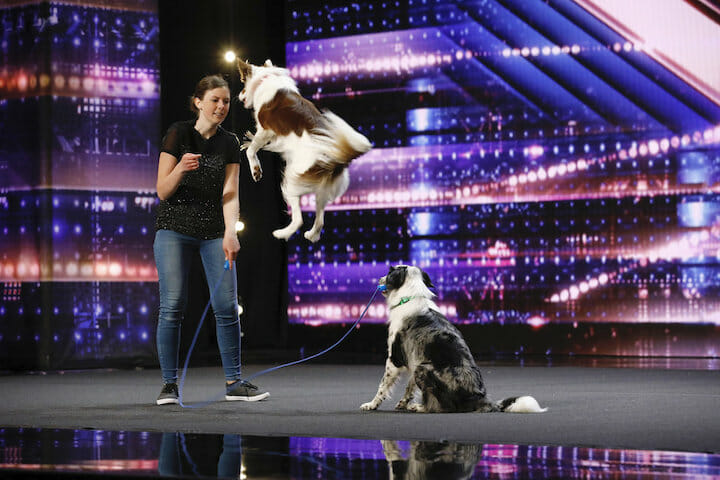 AGT Dogs