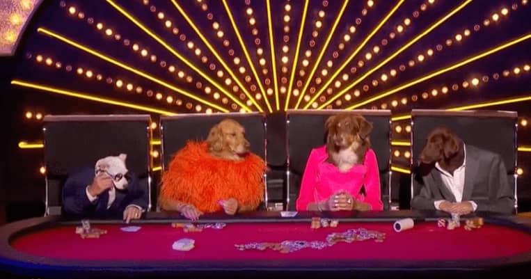 The-Canine-Stars-The-Canine-Stars-AGT-Americas-Got-Talent-Simon-Cowell-dog-act