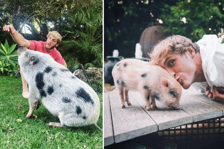 Logan Paul with Pearl the Pig